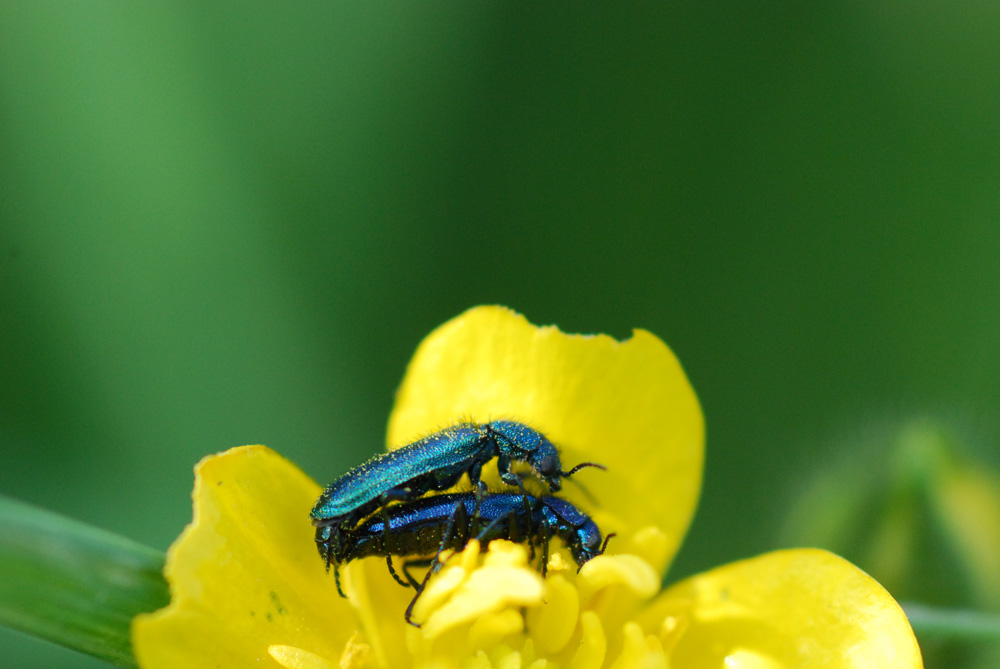 coleottero blu da identificare